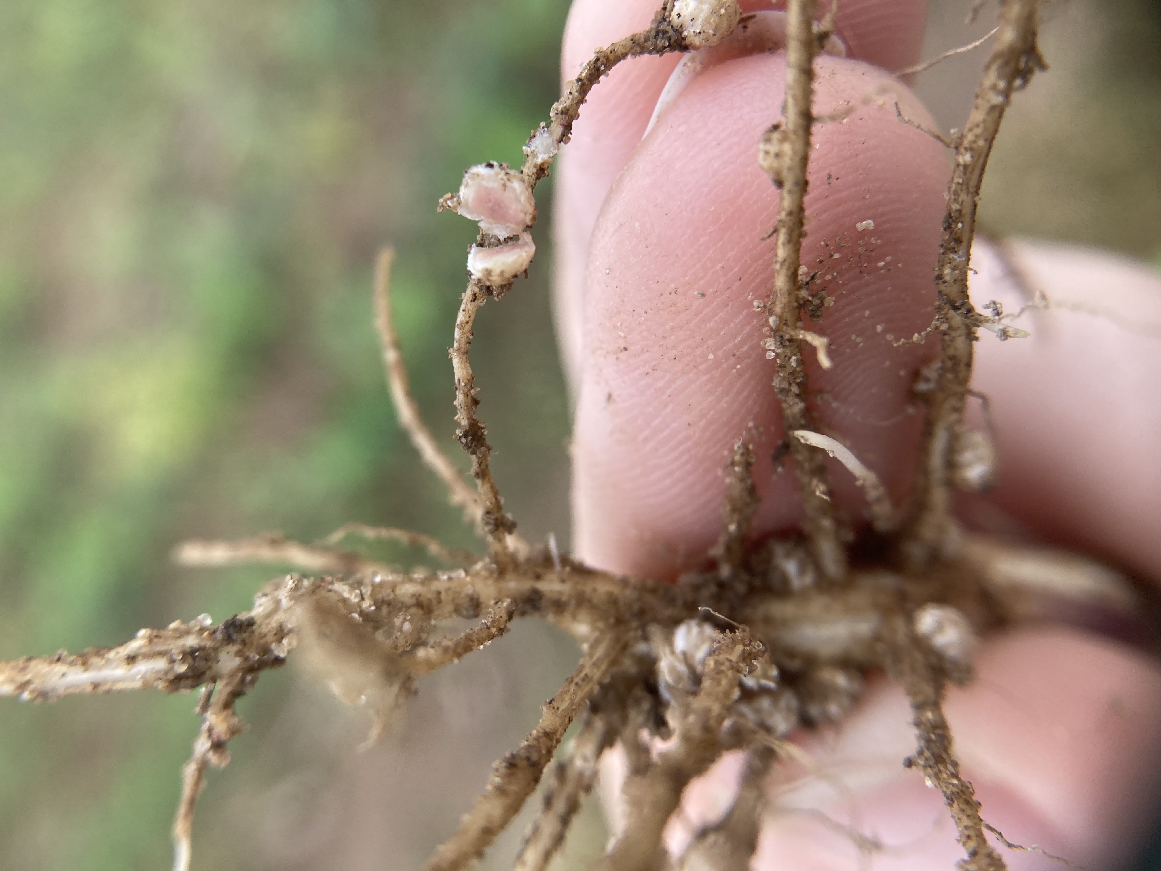 Nodules on soybean roots.